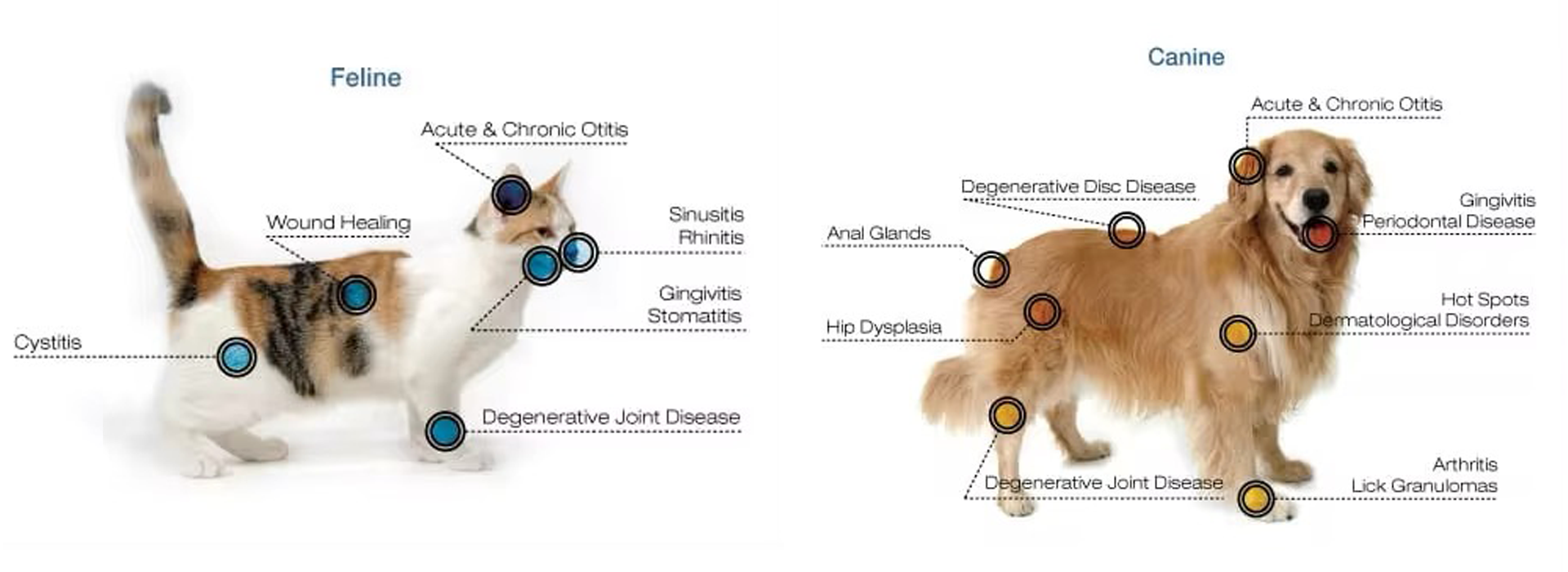 Veterinary-1111.png